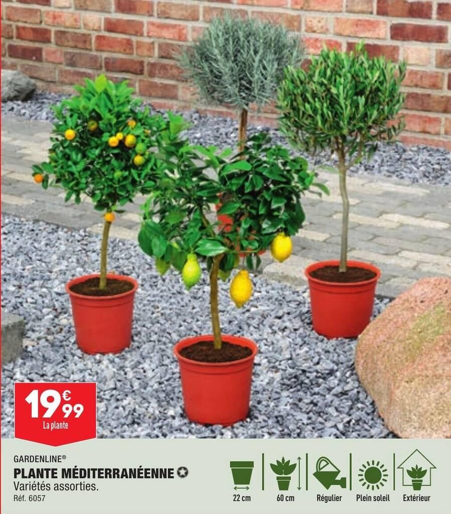 PLANTE MÉDITERRANÉENNE