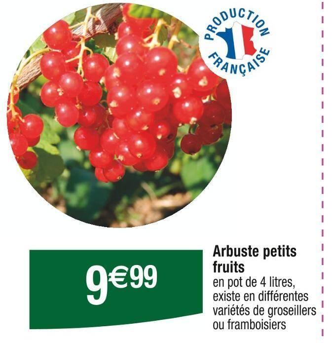 Arbuste petits fruits