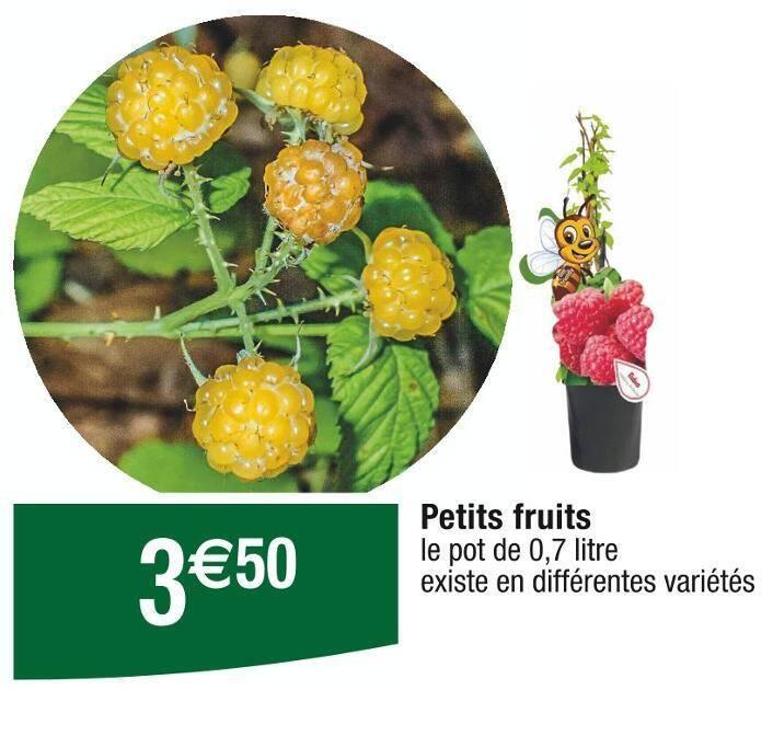 Petits fruits