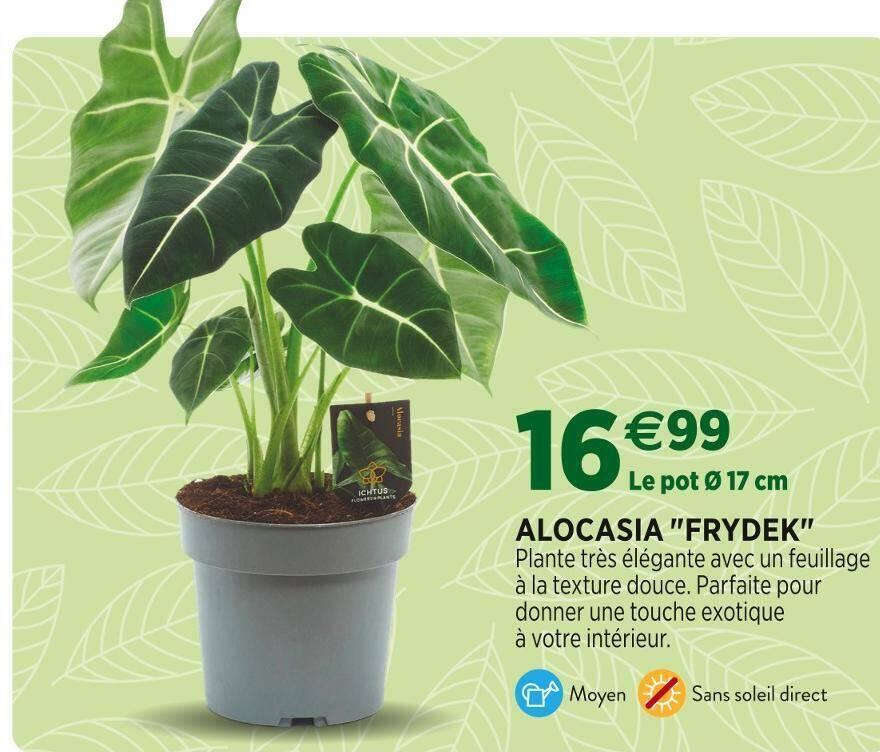 ALOCASIA FRYDEK