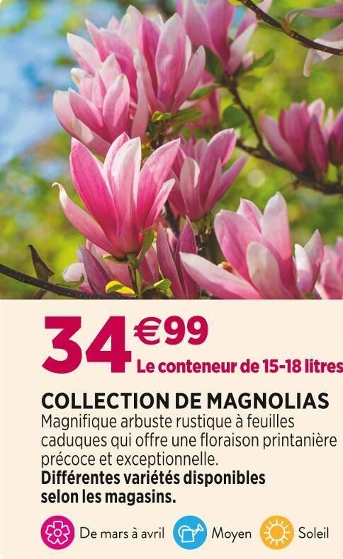 COLLECTION DE MAGNOLIAS