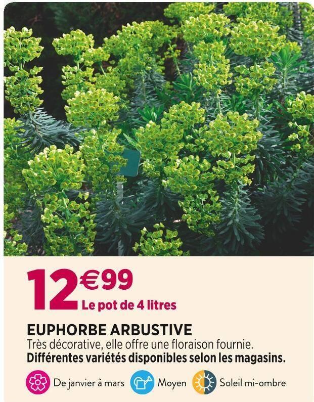 EUPHORBE ARBUSTIVE