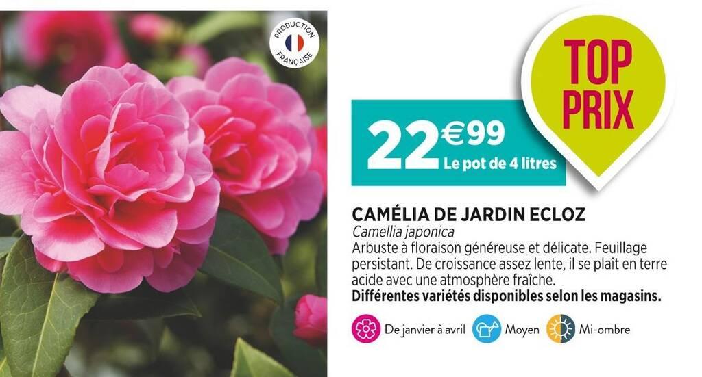 ECLOZ CAMÉLIA DE JARDIN