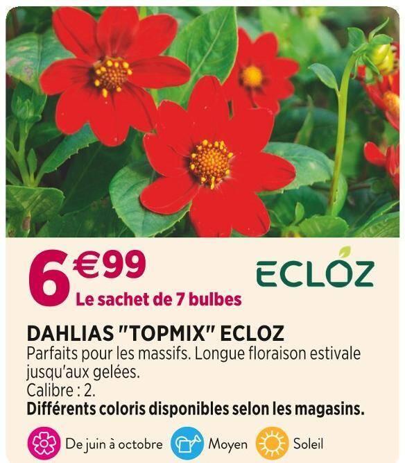 ECLOZ DAHLIAS TOPMIX