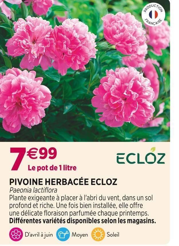 ECLOZ PIVOINE HERBACÉE