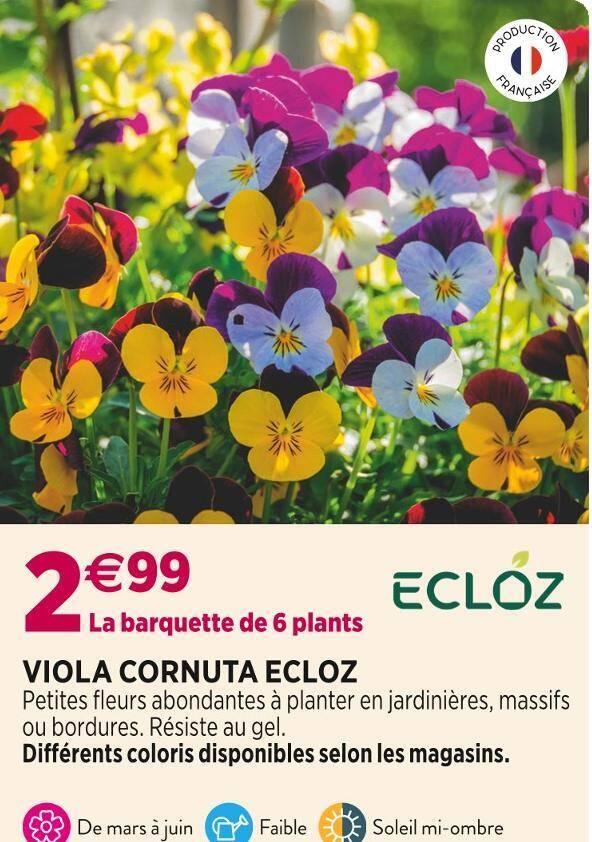 ECLOZ VIOLA CORNUTA