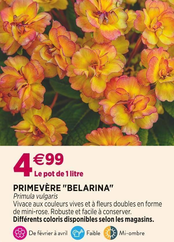 PRIMEVÈRE BELARINA