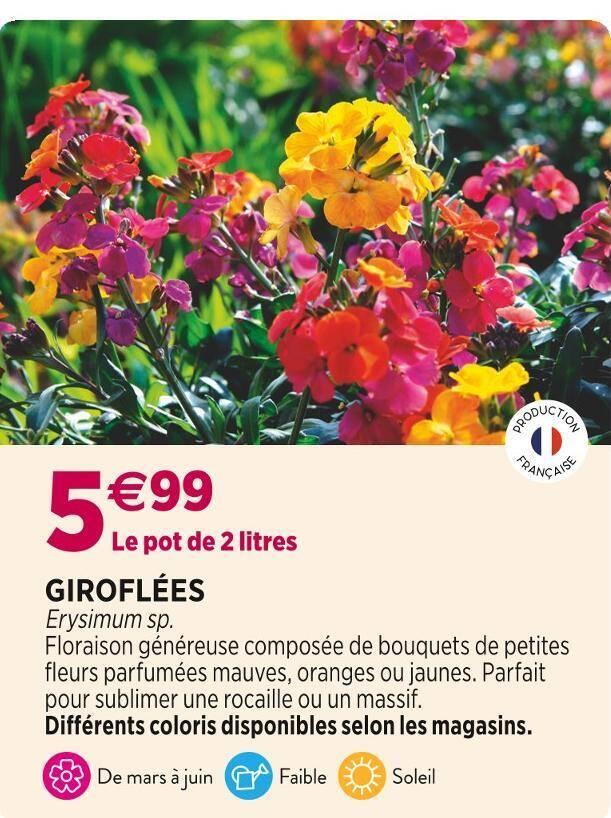 GIROFLÉES