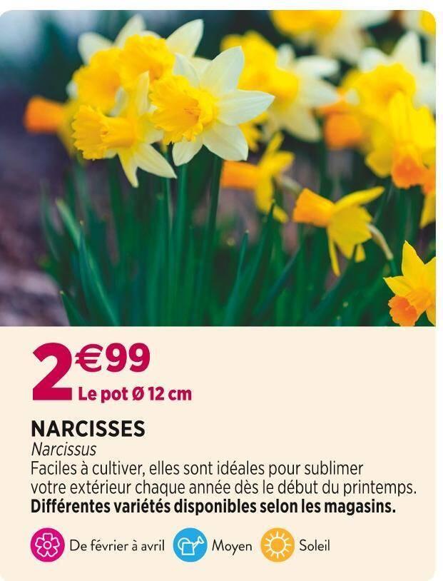 NARCISSES