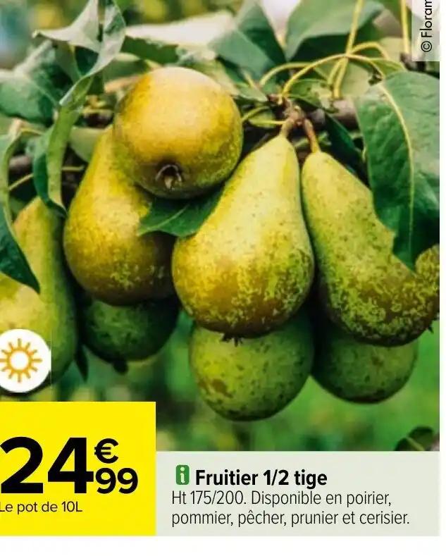 i Fruitier 1/2 tige