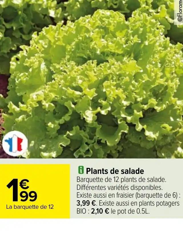 i Plants de salade
