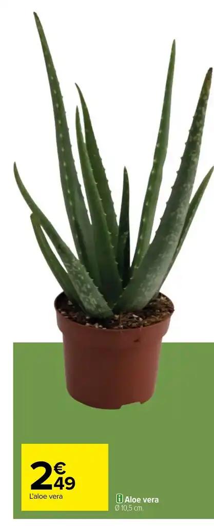 i Aloe vera