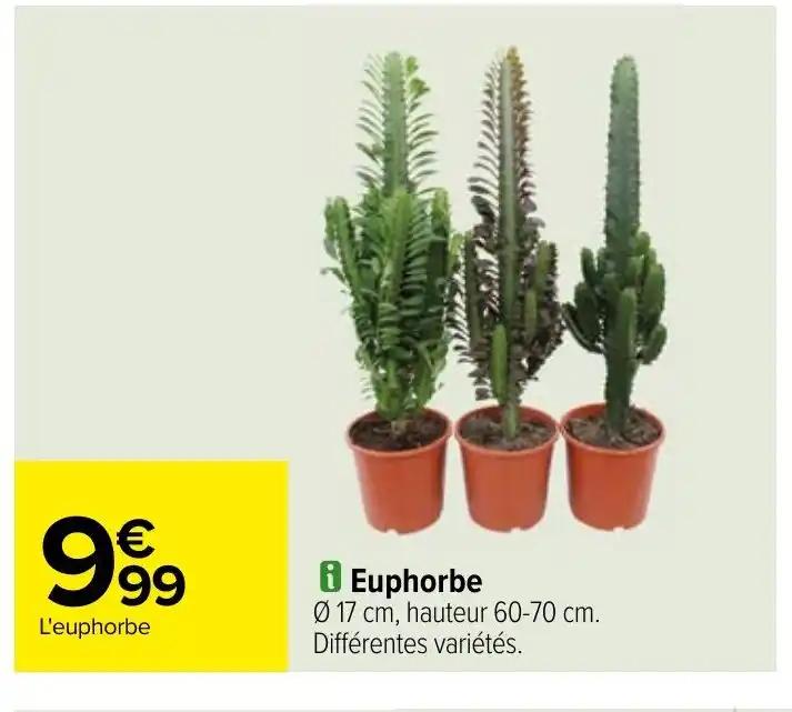 i Euphorbe