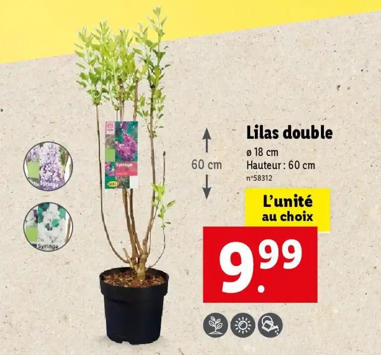 Lilas double