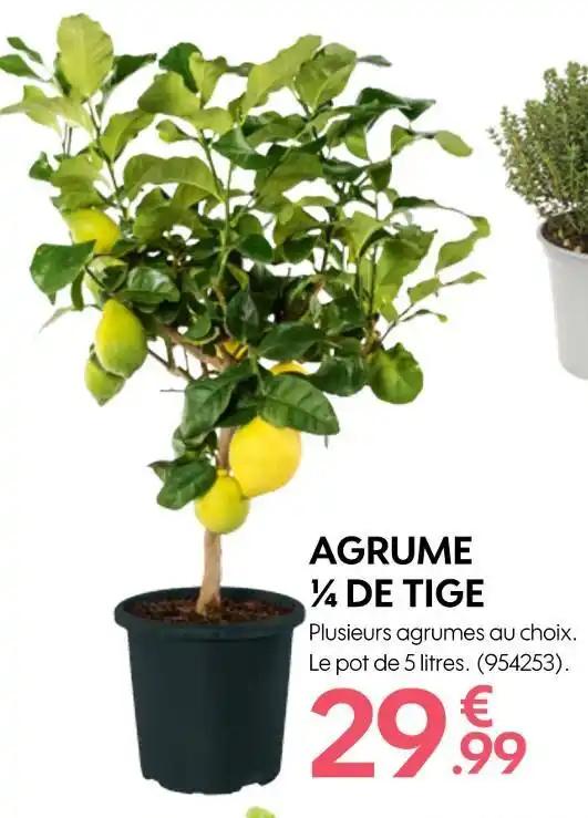 AGRUME 1⁄4 DE TIGE
