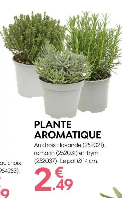 PLANTE AROMATIQUE