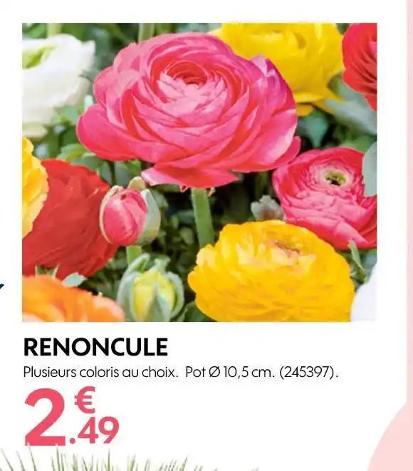 RENONCULE