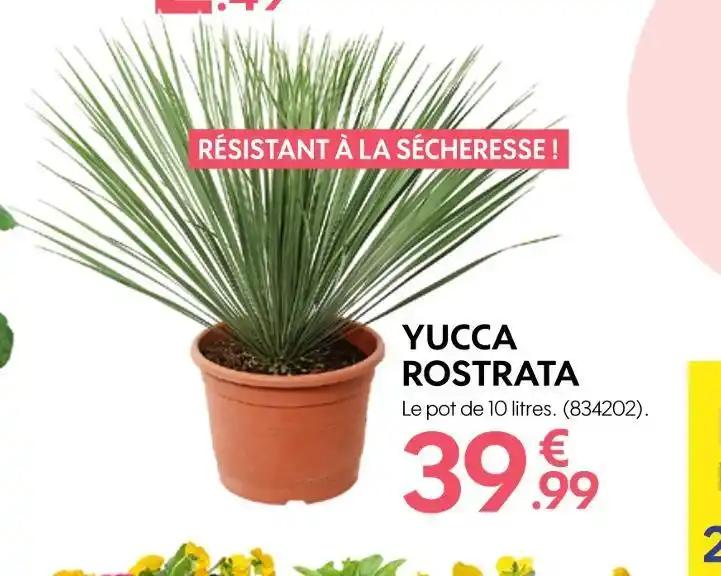 YUCCA ROSTRATA