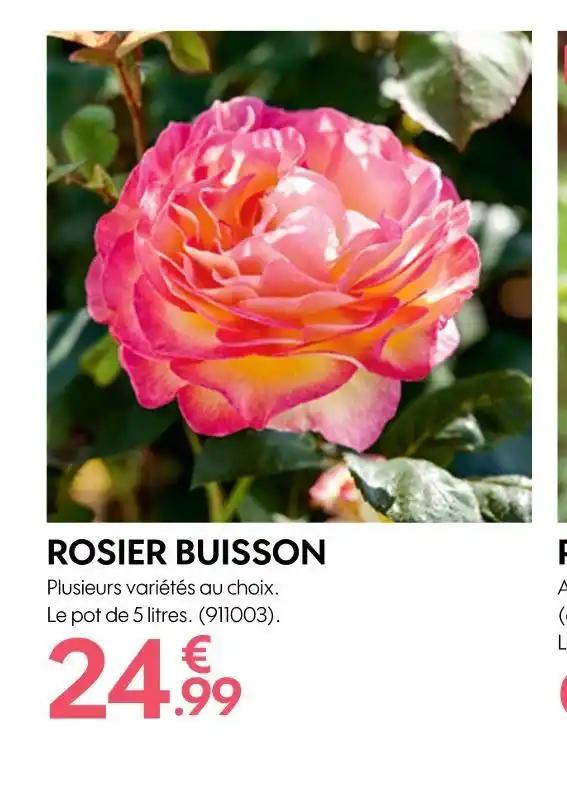 ROSIER BUISSON