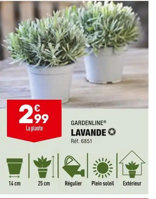 GARDENLINE LAVANDE