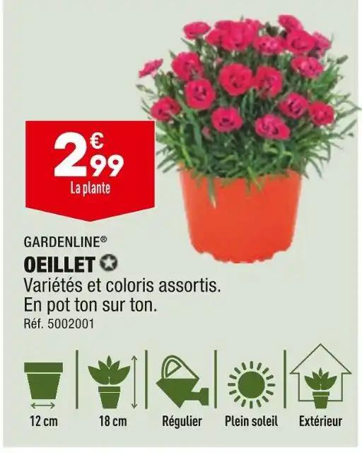 GARDENLINE OEILLET