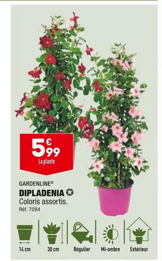 GARDENLINE DIPLADENIA