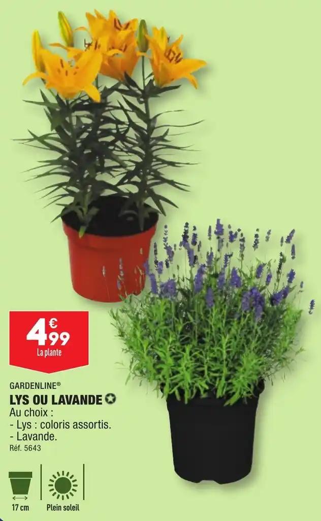 GARDENLINE® LYS OU LAVANDE✪