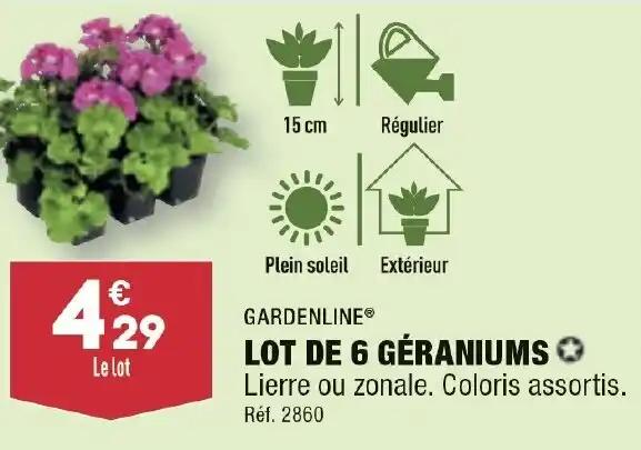 LOT DE 6 GÉRANIUMS ✪