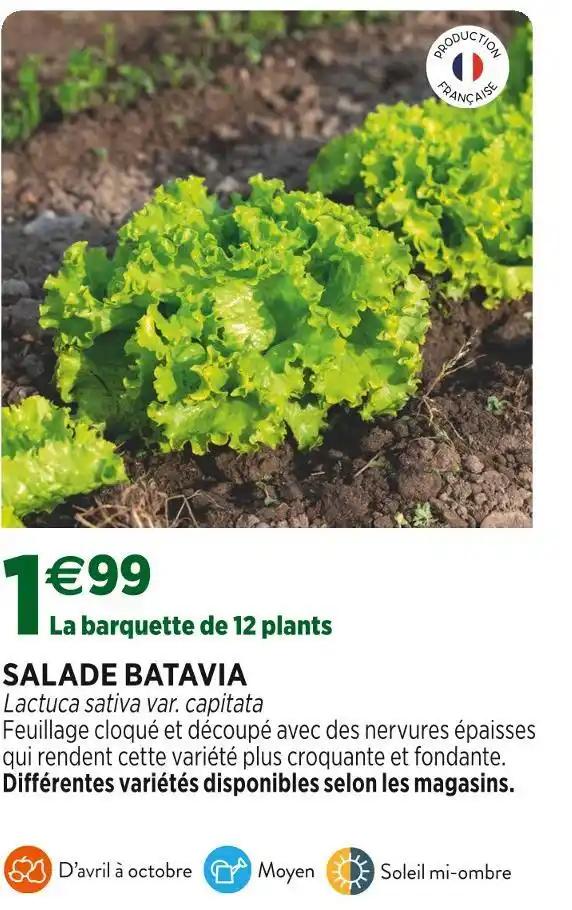 SALADE BATAVIA