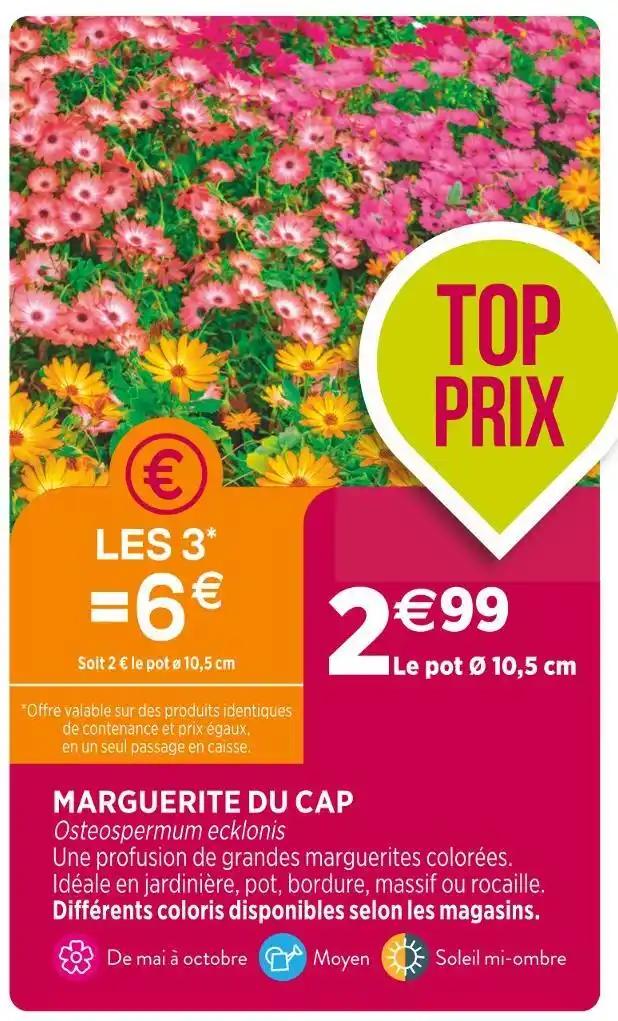 MARGUERITE DU CAP