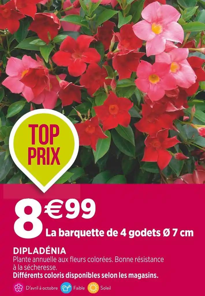 DIPLADÉNIA