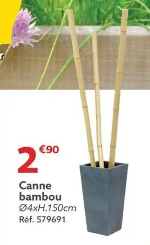Canne bambou