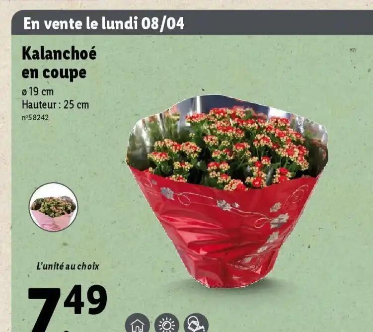 Kalanchoé en coupe