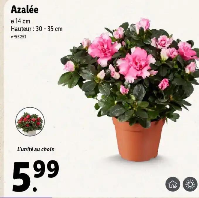 Azalée