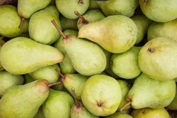 Poire Conférence