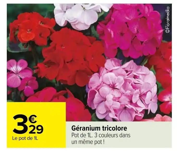 Géranium tricolore