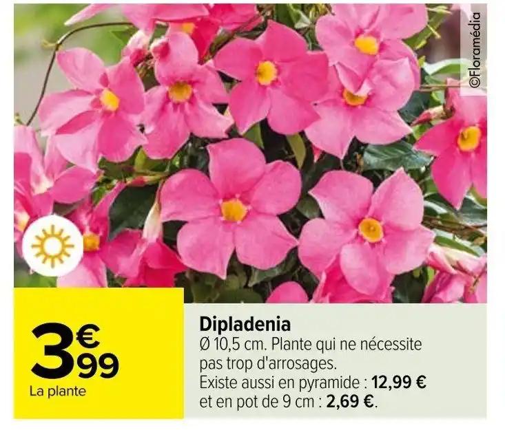 Dipladenia