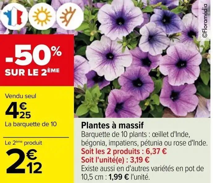 Plantes à massif