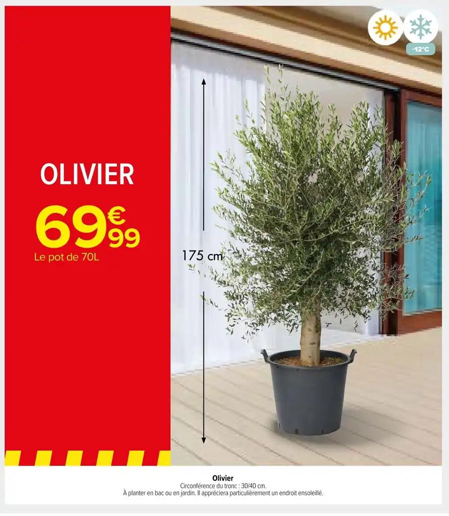 OLIVIER
