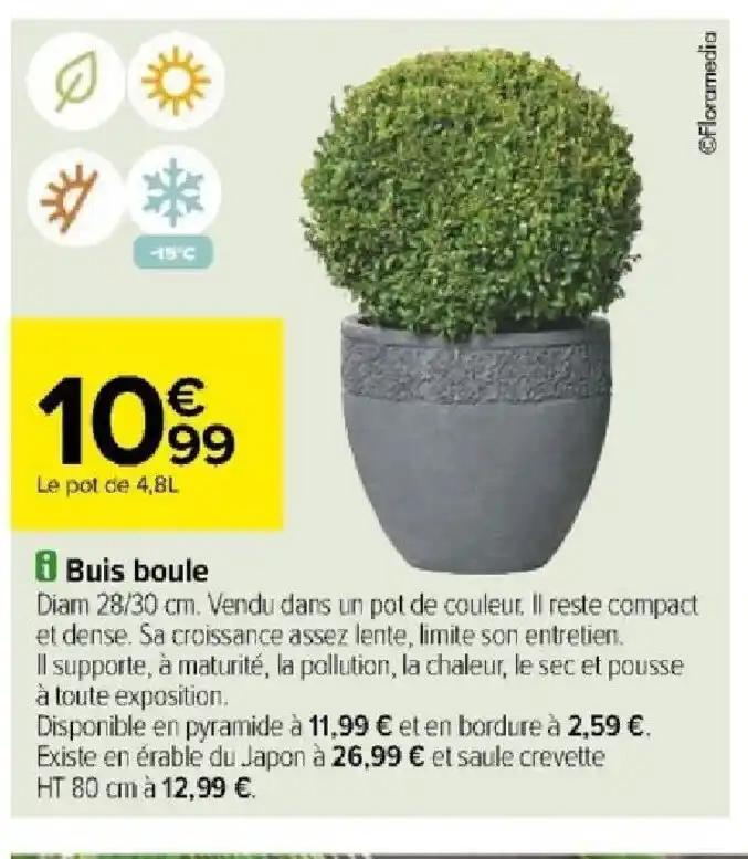 Buis boule