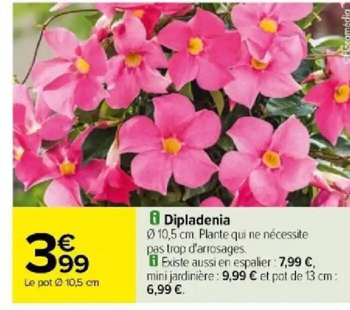 8 Dipladenia