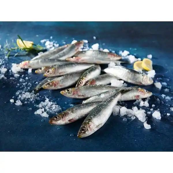 Sardines