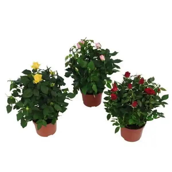 Plantes Fleuries