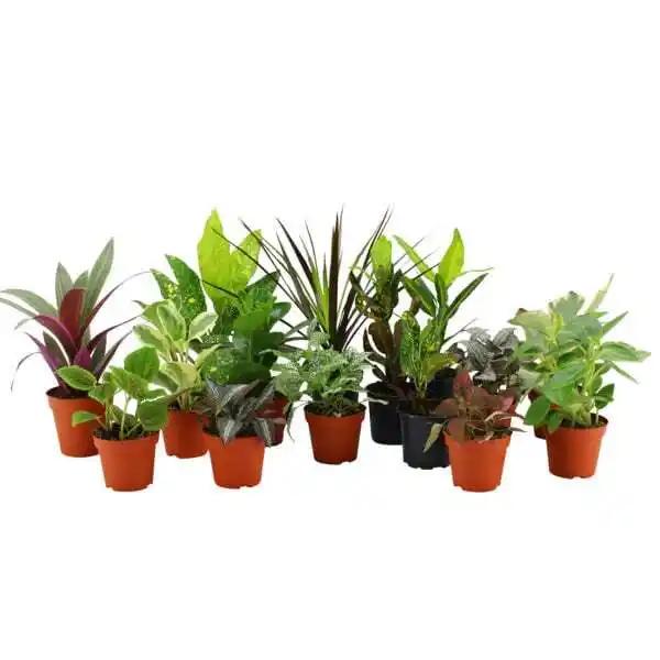 Mini Plantes Vertes