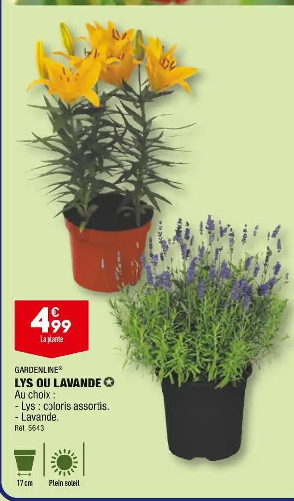 GARDENLINE LYS OU LAVANDE
