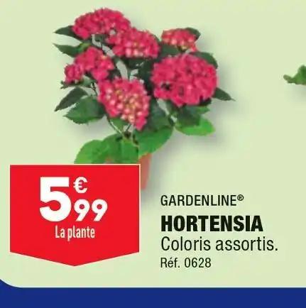 GARDENLINE HORTENSIA