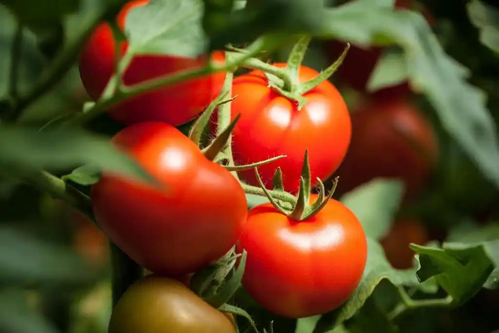 Tomate grappe précoce