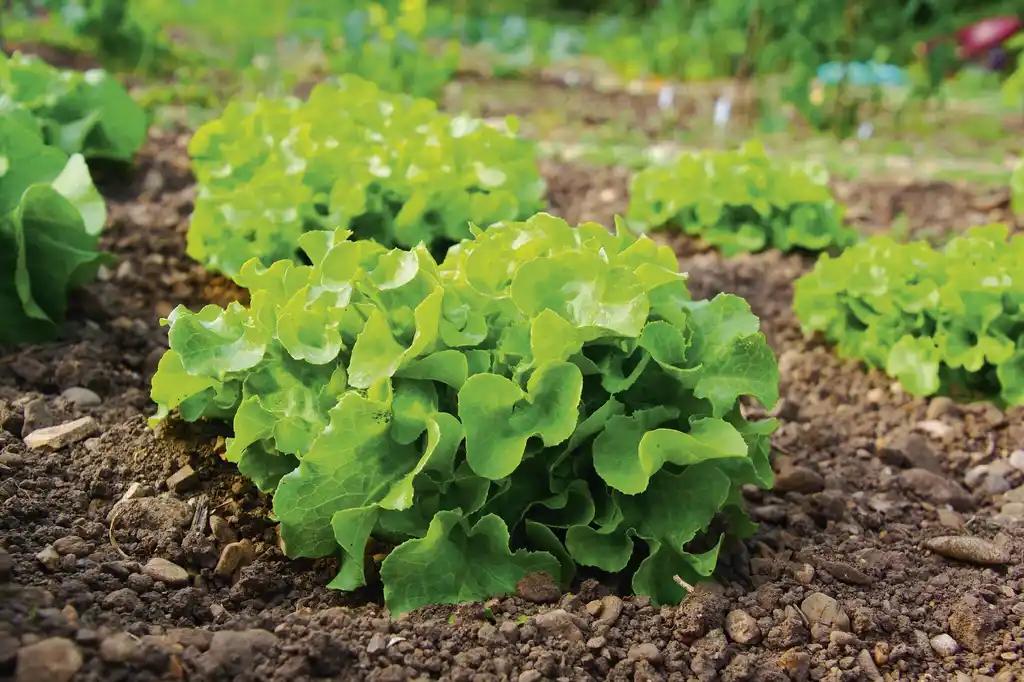 Salade
