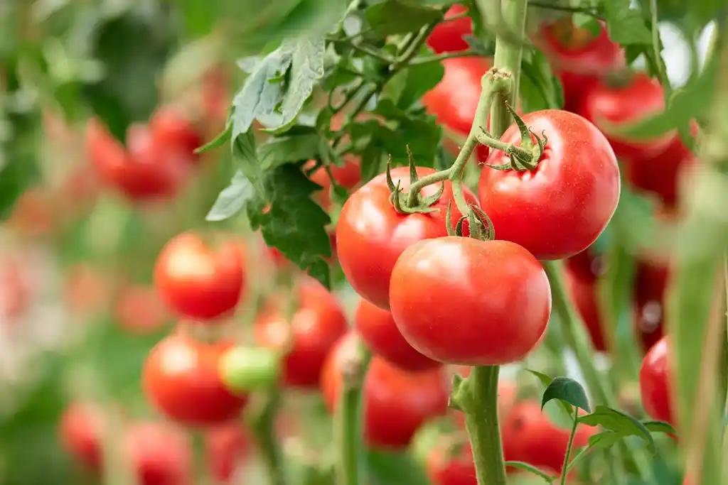 Tomate Pyros F1