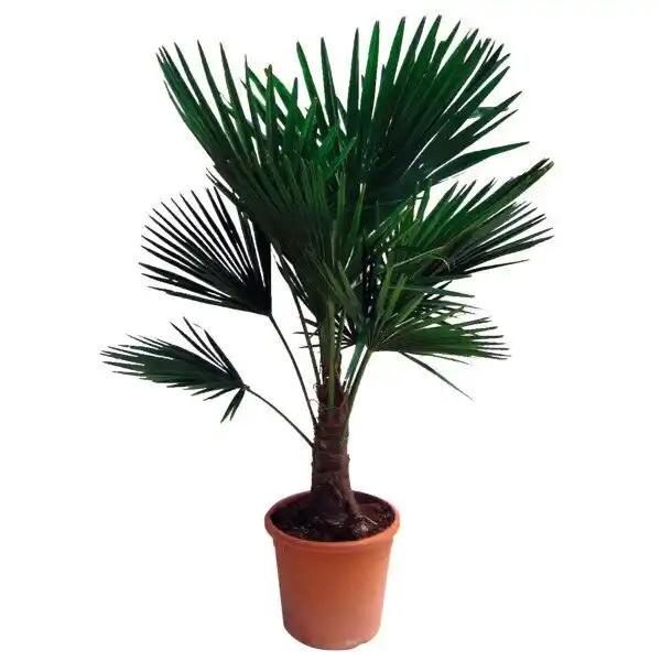 Chamaerops Excelsa